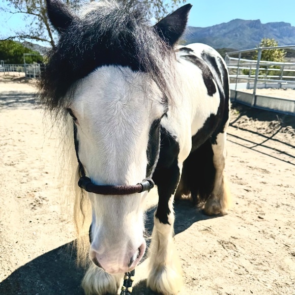 Handmade In Southern California, Bosal style Rope Halter - Picture 8 of 16